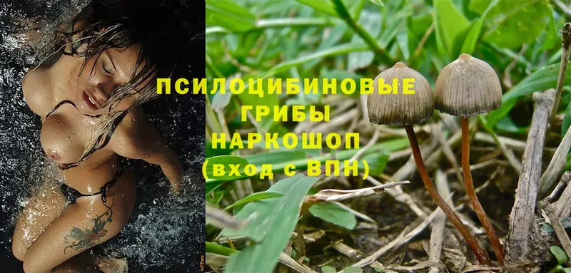 Галлюциногенные грибы Magic Shrooms  Алапаевск 